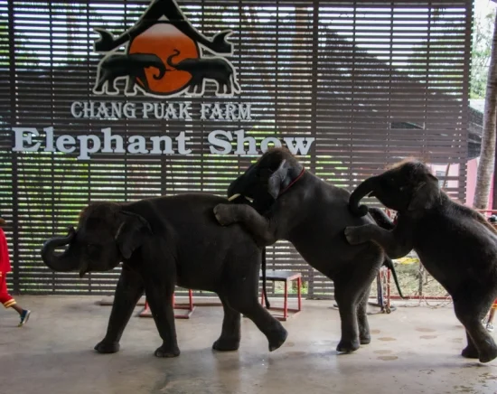 象さんの賢さに感動！エレファントショー + ダムヌンサドゥアック水上マーケット半日観光 ココナッツファームお立ち寄り